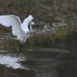 Aigrette garzette